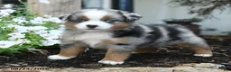 Miniature Australian Shepherd dogs for sale: Wooton - Ad 2