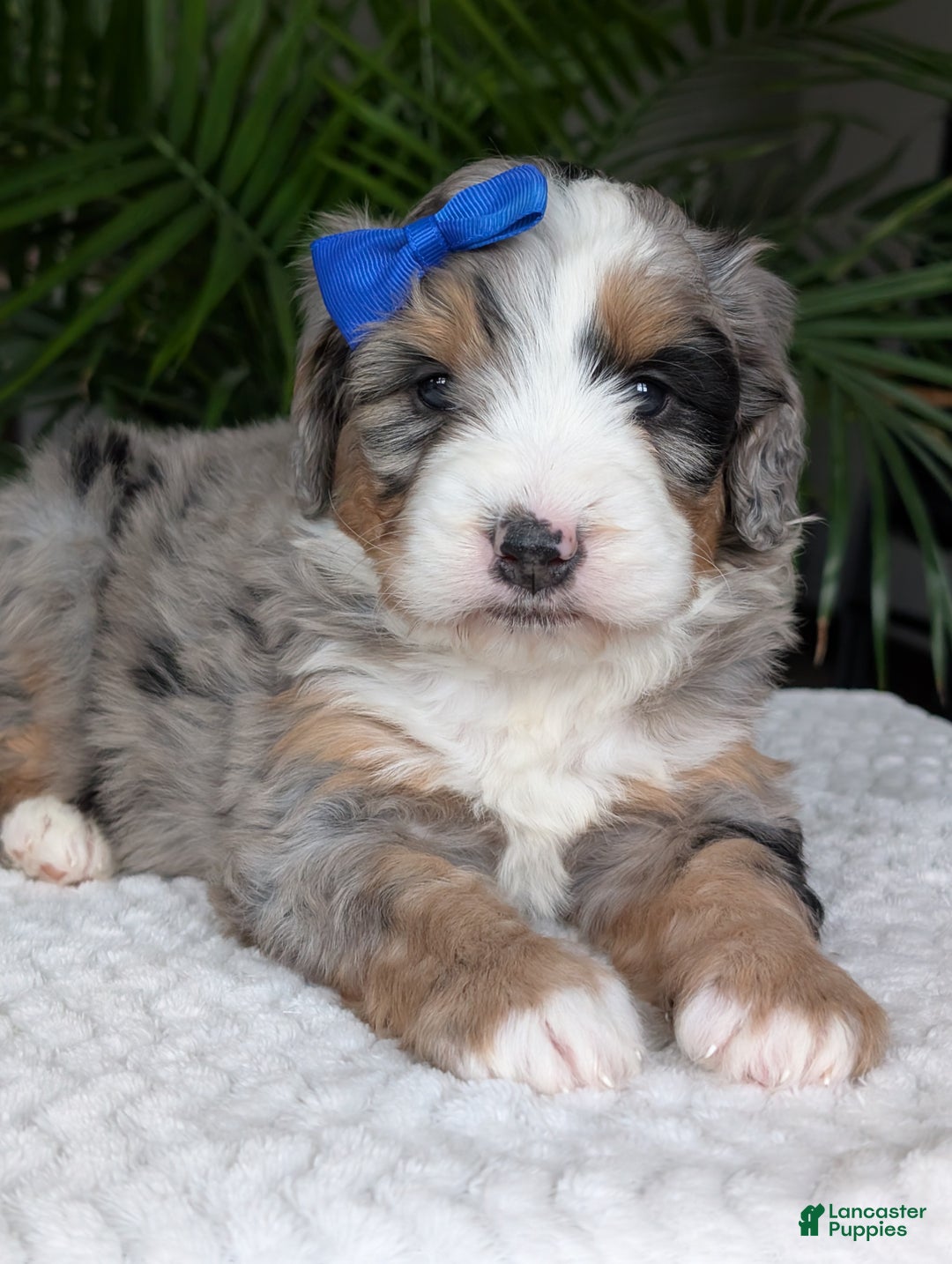 Mini Bernedoodle dogs for sale: Mini Louie  - Ad 17