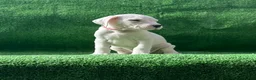 Dogo Argentino dogs for sale: Pink - Ad 3
