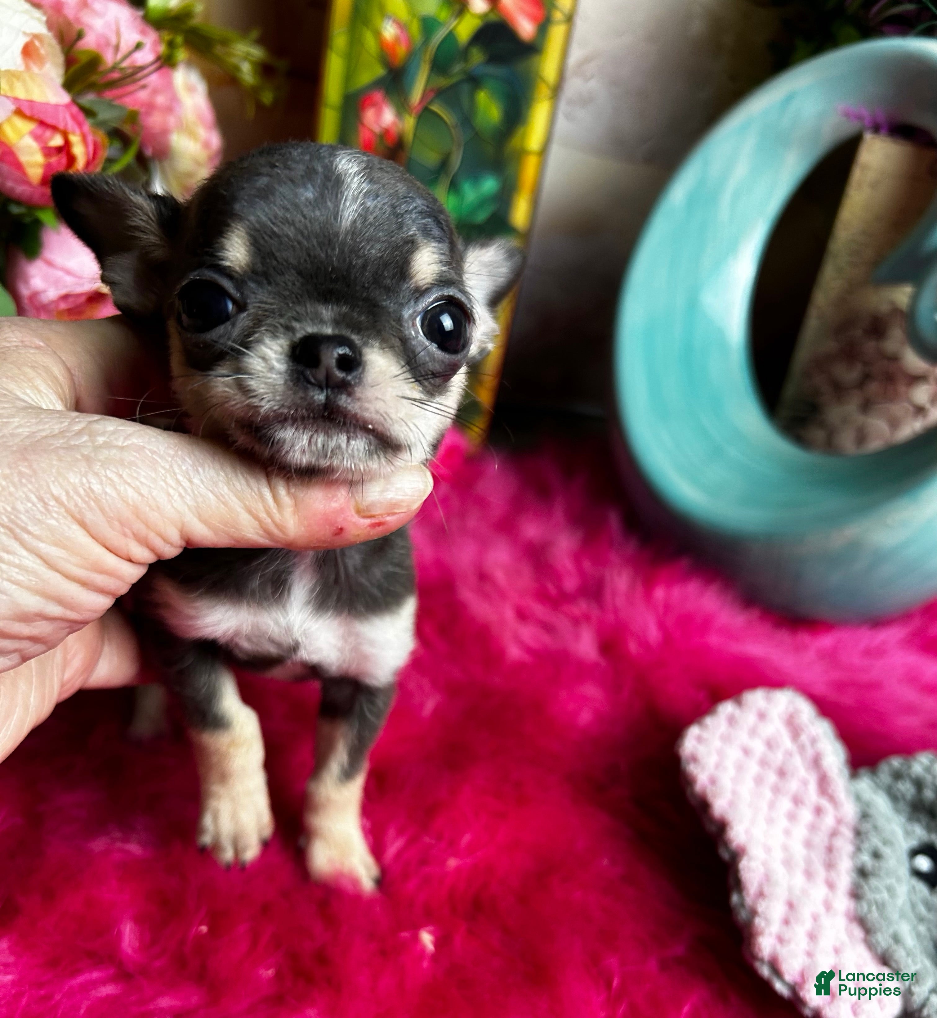 Chihuahua dogs Tiny VIOLET  - Ad 1