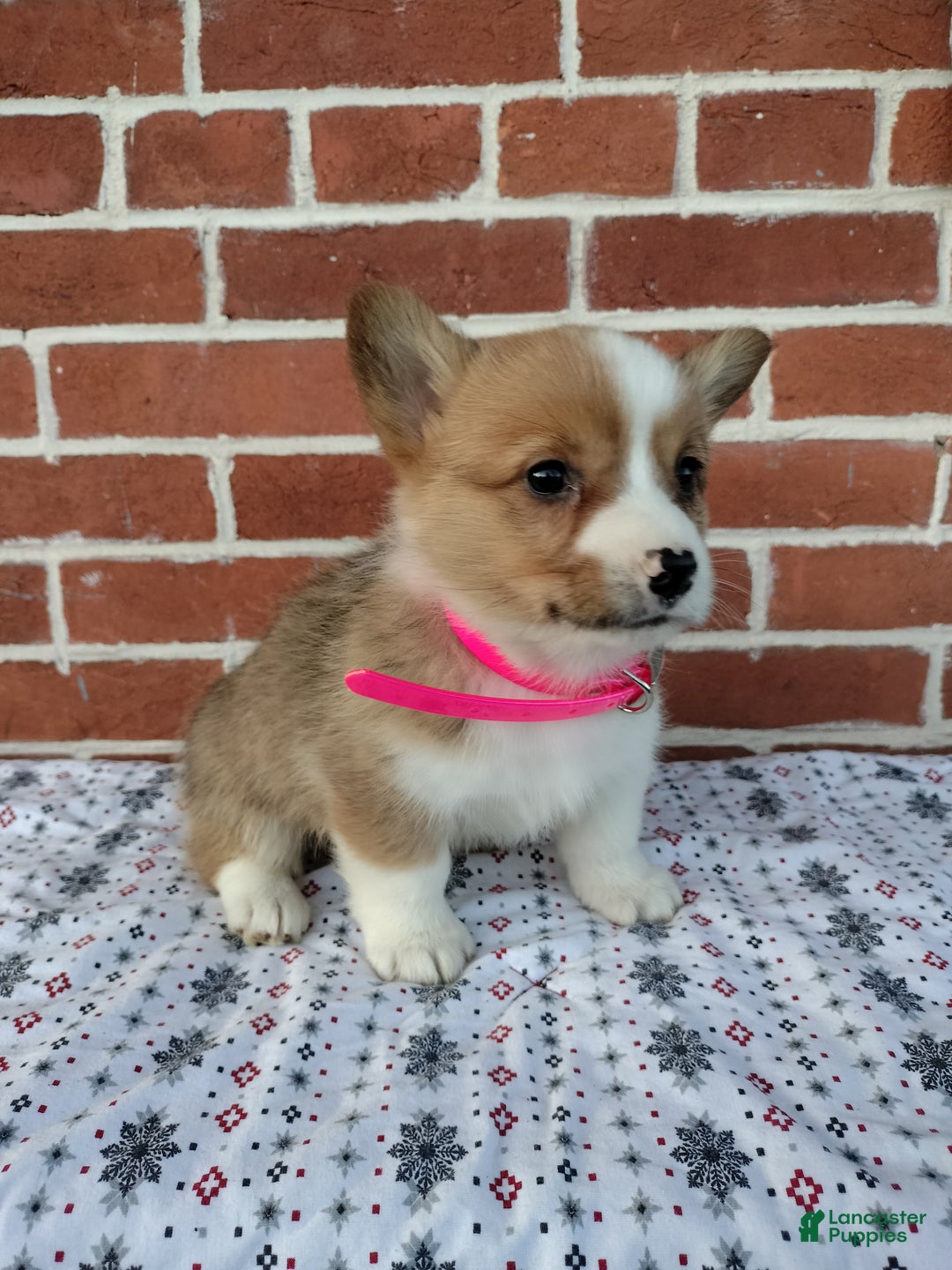 Welsh Corgi Pembroke dogs for sale: Maya - Ad 4