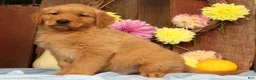 Golden Retriever dogs for sale: Hudson - Ad 4