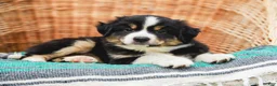 Miniature Australian Shepherd dogs for sale: Fern - Ad 5