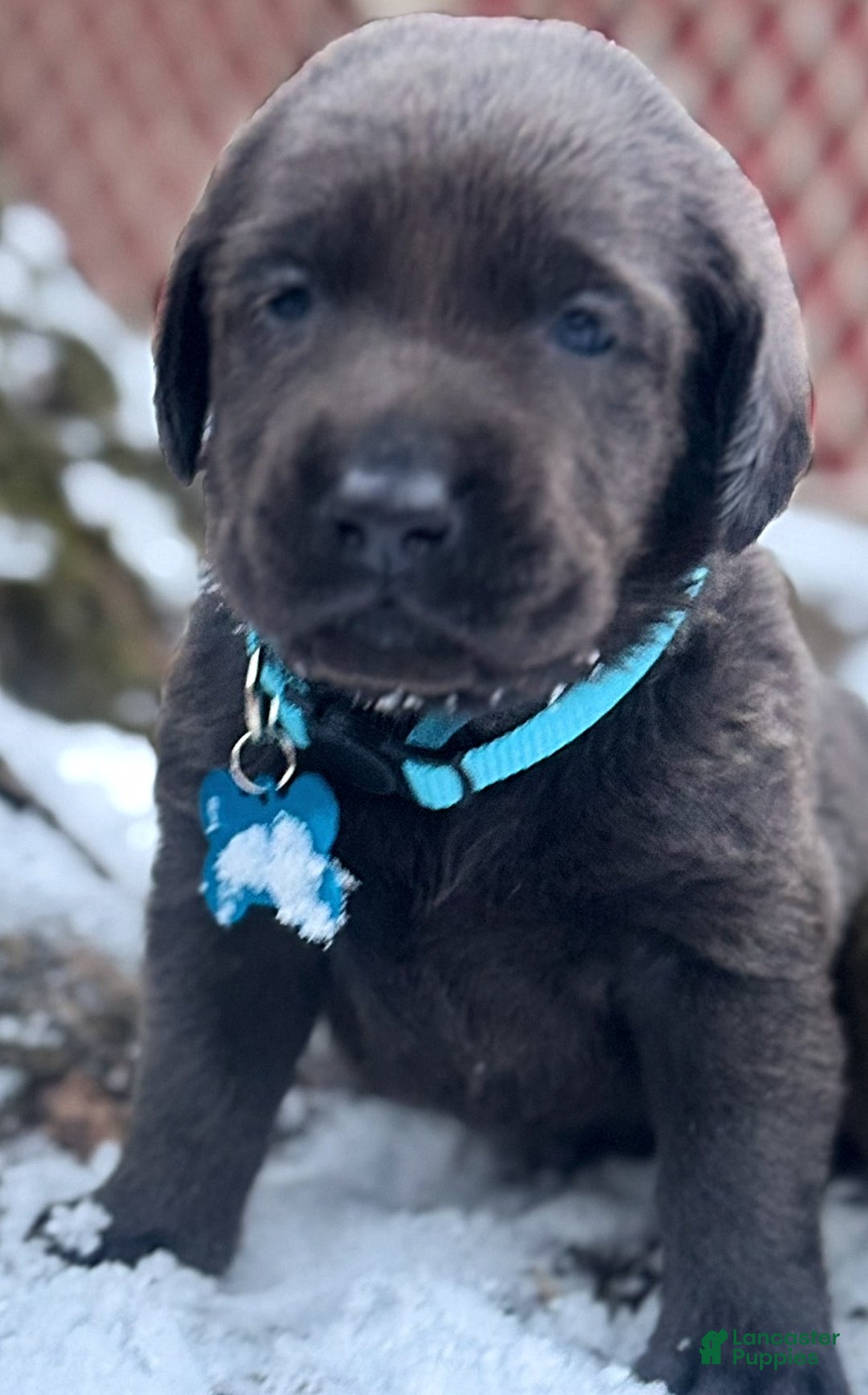 Labrador Retriever dogs for sale: Labrador Retriever Puppy 1 - Ad 9