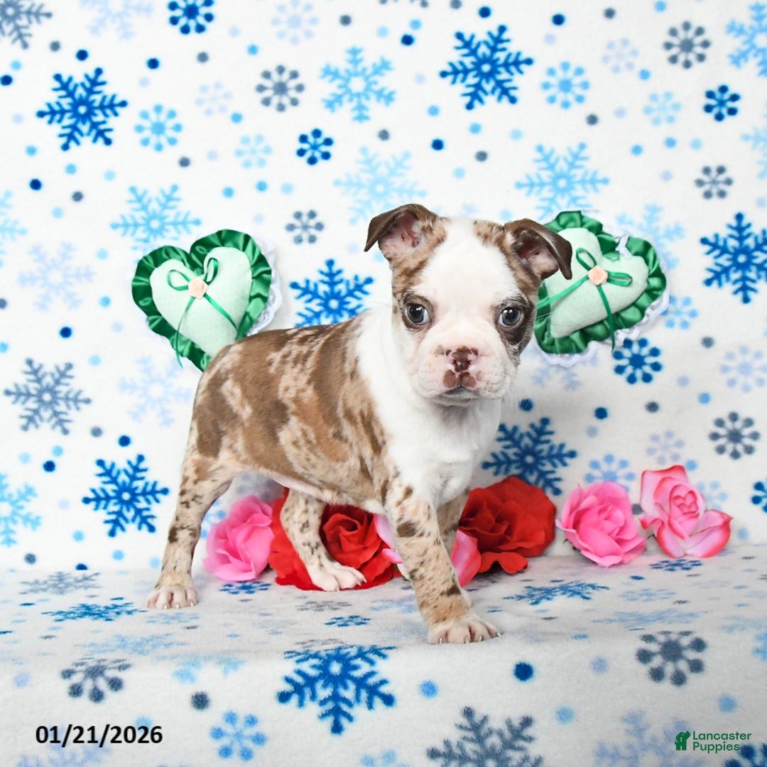 Boston Terrier dogs for sale: Confetti - Ad 4