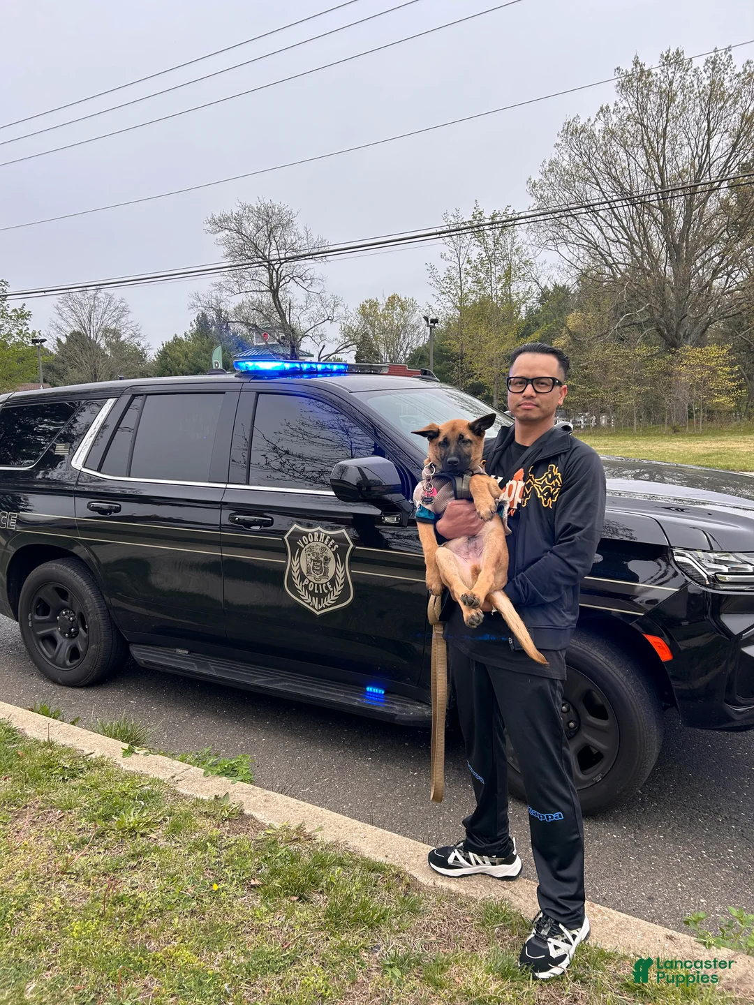 Belgian Malinois dogs for stud: Beast bandit the beast  - Ad 2