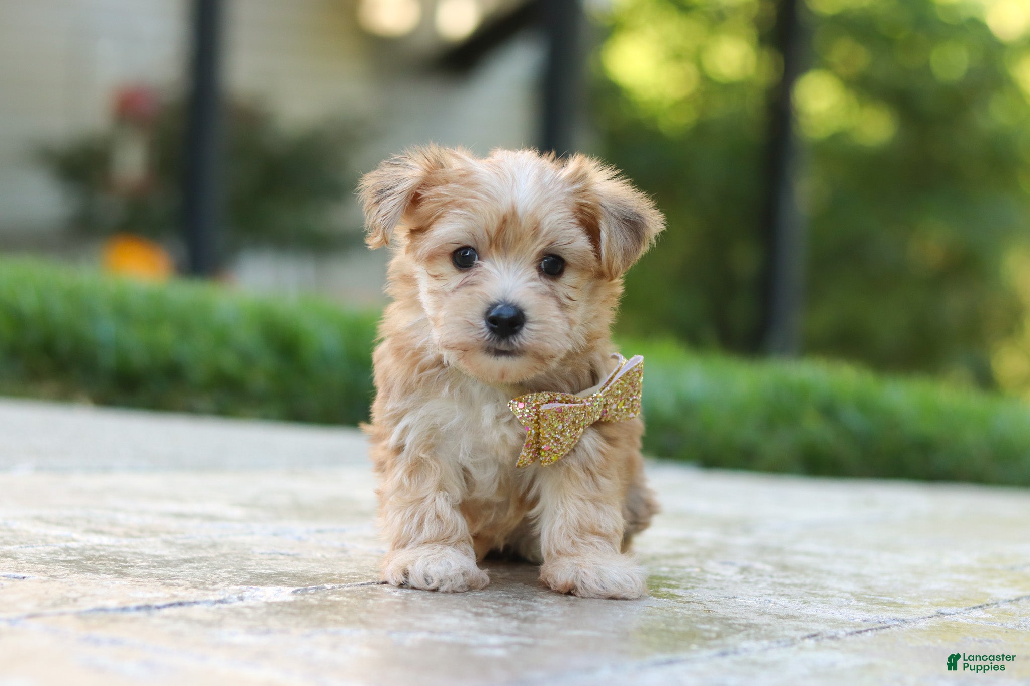Chase (Morkie, Male) in Township of Bucks, OH