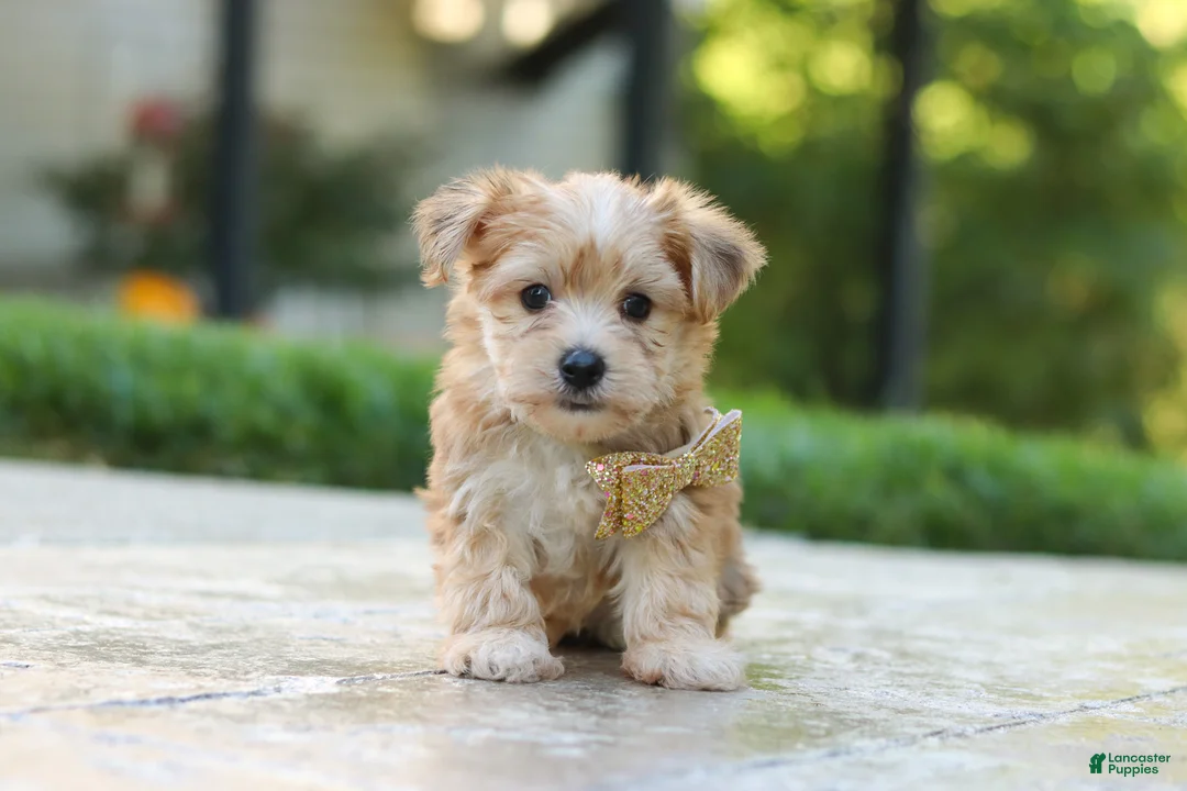 Morkie dogs for sale: Chase - Ad 1