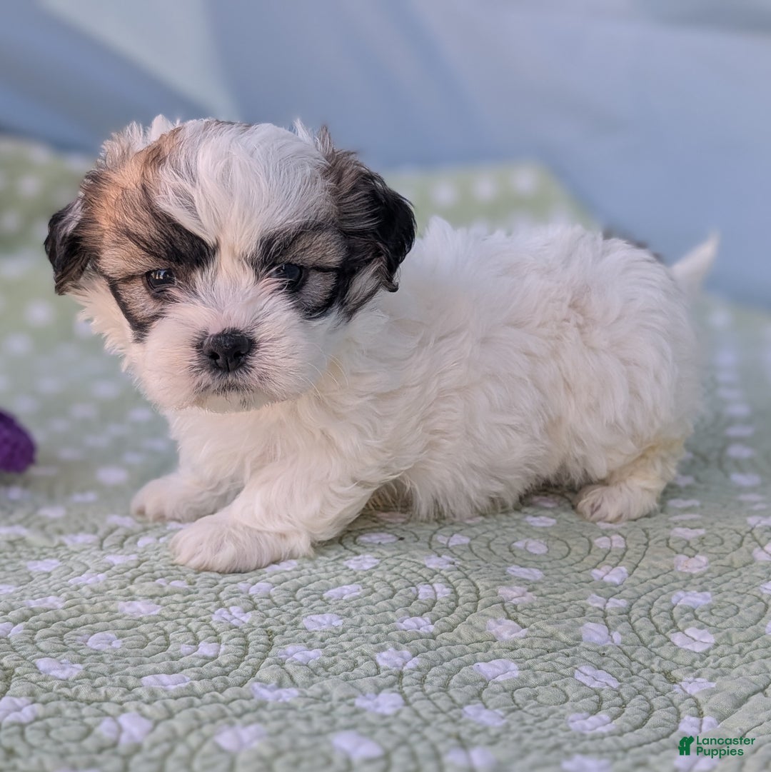 Teddy Bear dogs for sale: Cotton Ball - Ad 2