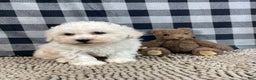 Bichon Frise dogs for sale: Bruce - Ad 6