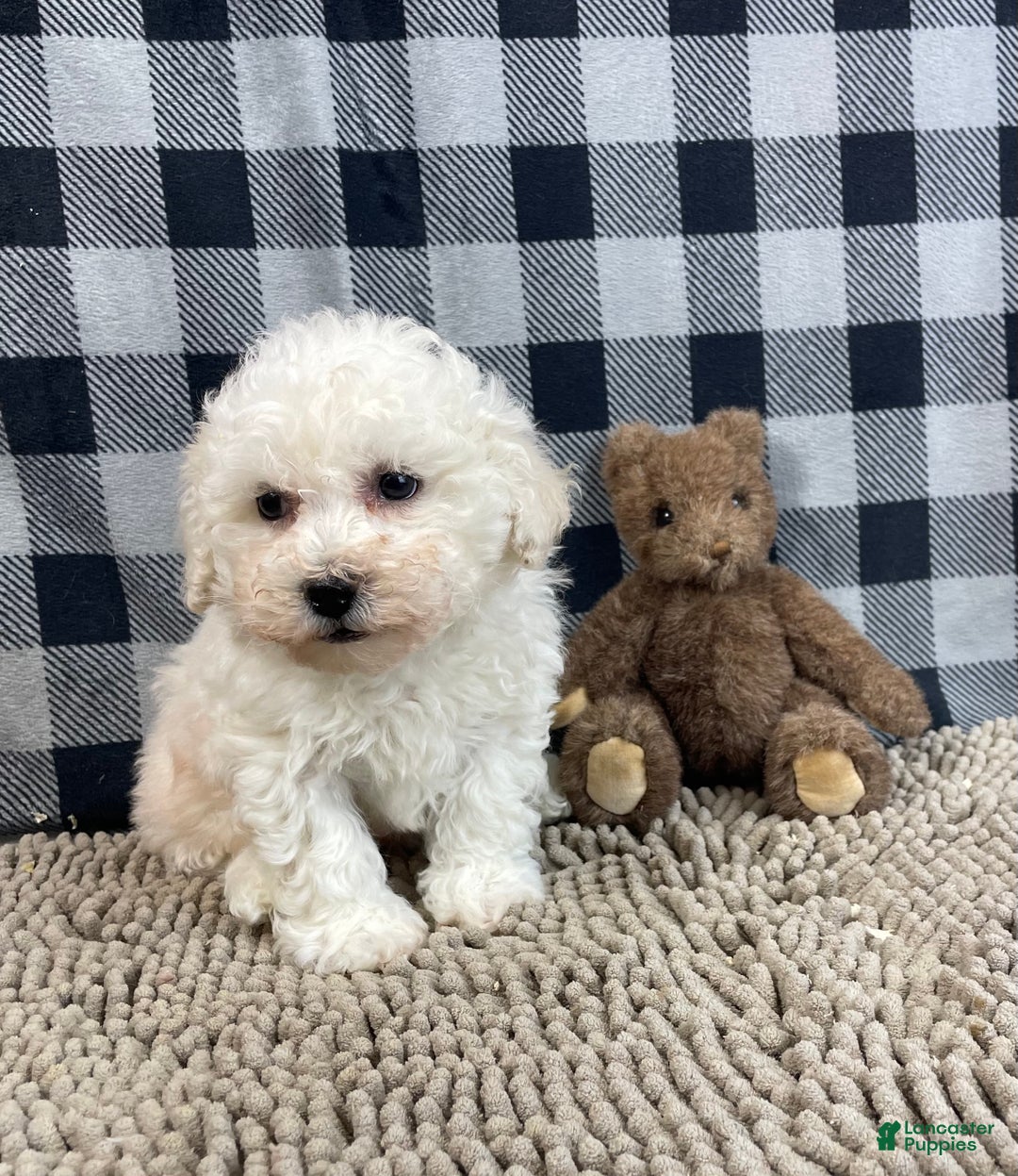 Bichon Frise dogs for sale: Bruce - Ad 6