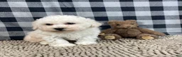 Bichon Frise dogs for sale: Bruce - Ad 6