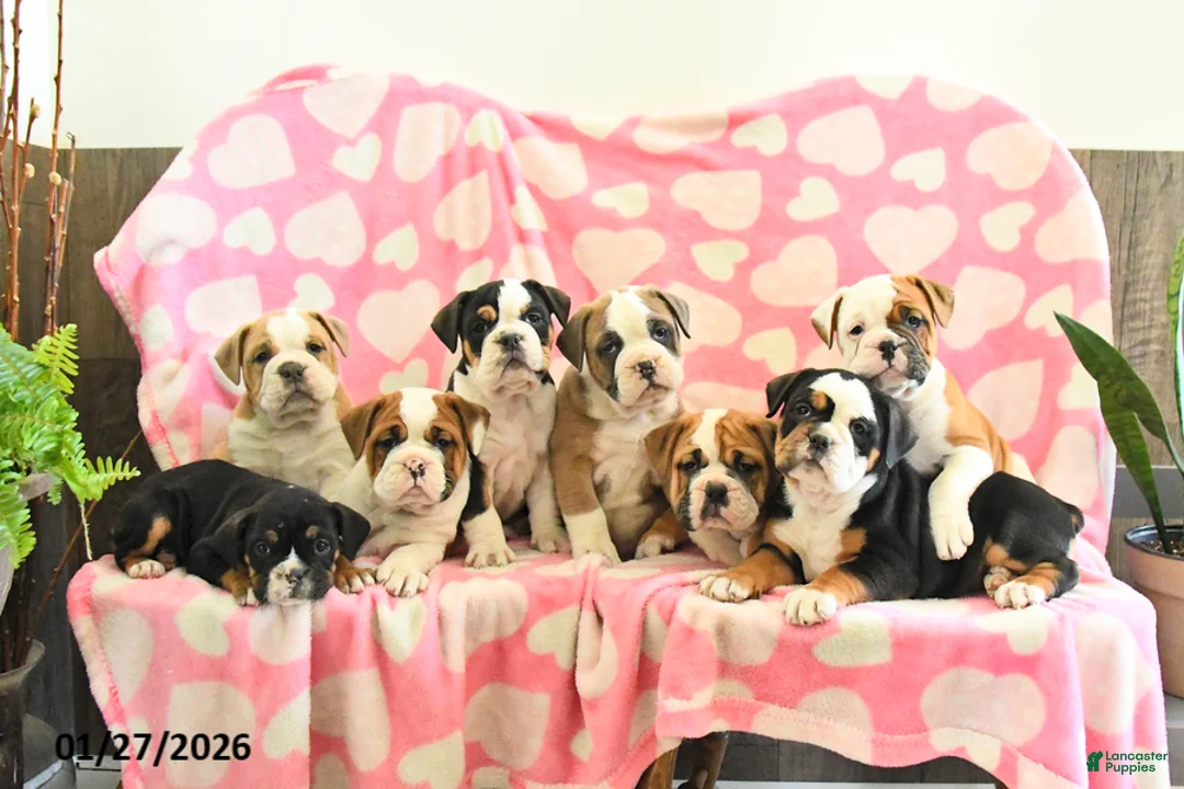 Olde English Bulldogge dogs for sale: Birdie - Ad 5