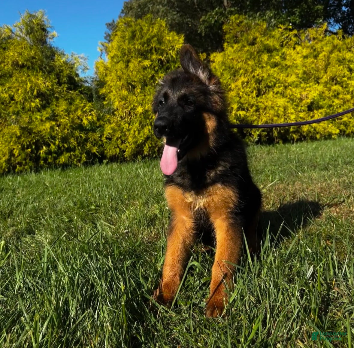German Shepherd dogs Purple  - Ad 2