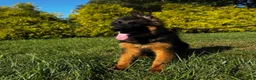 German Shepherd dogs for sale: Purple  - Ad 2