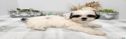 Teddy Bear dogs for sale: Crosby - Ad 12