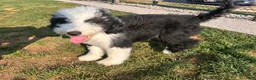 Sheepadoodle dogs for sale: Sheepadoodle 1 - Ad 2