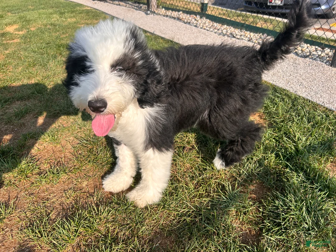 Sheepadoodle dogs for sale: Sheepadoodle 1 - Ad 2