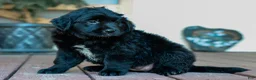 Mixed Breed dogs for sale: Courtney Golden Retriever/Jug Puppy - Ad 4