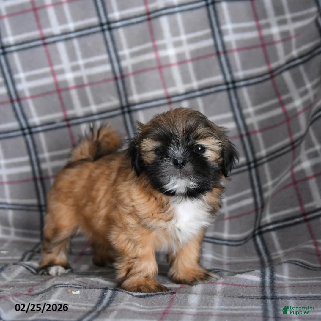 Shih Tzu dogs for sale: Sandy - Ad 5