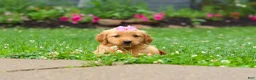 Golden Retriever dogs for sale: Barba - Ad 5