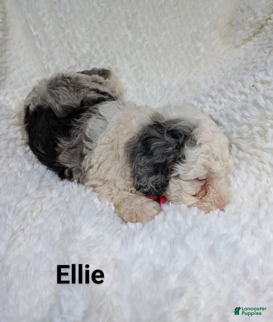 Bernedoodle dogs for sale: Ellie - Ad 3