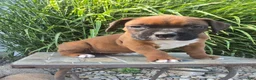 Boxer dogs for sale: Myah - Ad 1