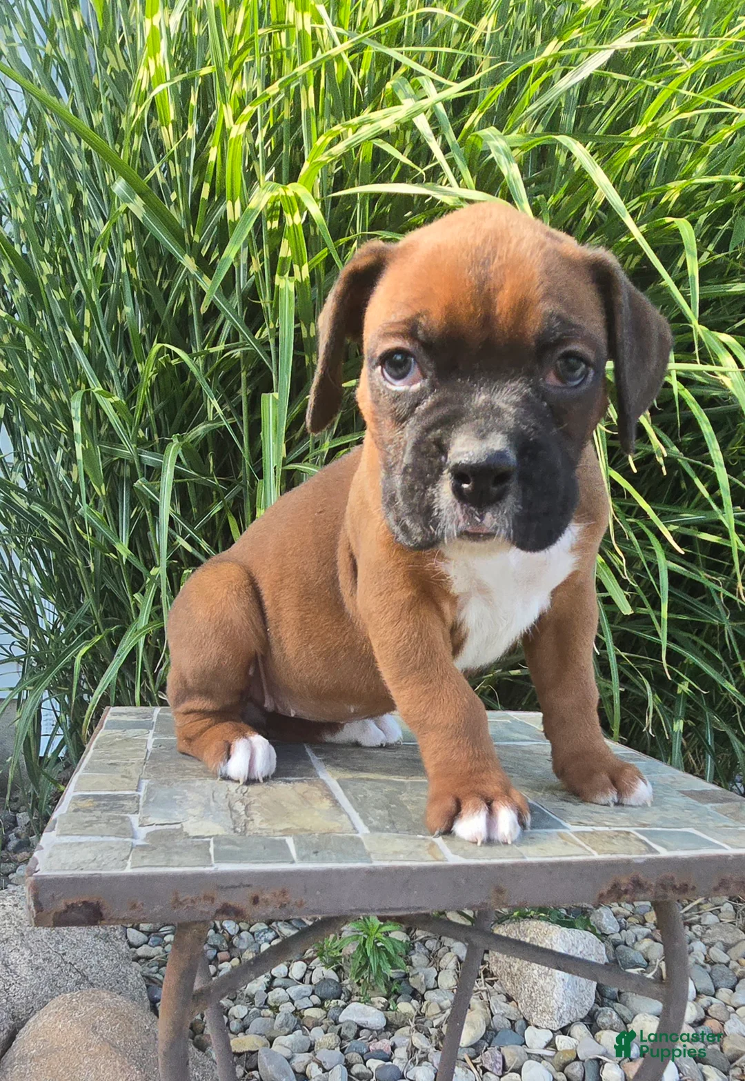 Boxer dogs for sale: Myah - Ad 1