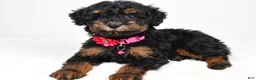 Miniature Poodle dogs for sale: Zella - Ad 7
