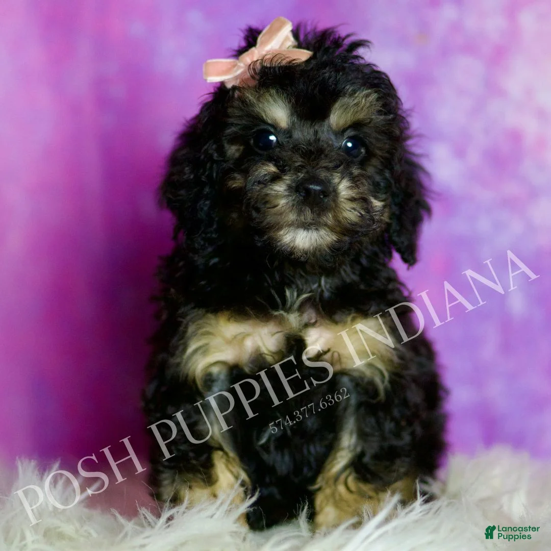 Standard Poodle dogs for sale: Diamond - Ad 1