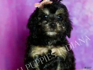 Standard Poodle dogs Diamond - Ad 9