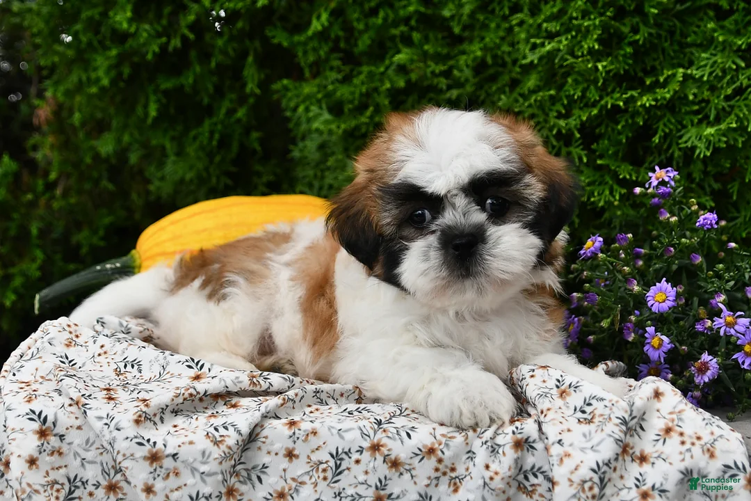 Teddy Bear dogs for sale: Tyler - Ad 2