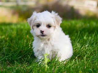 Teddy Bear dogs - Ad 18