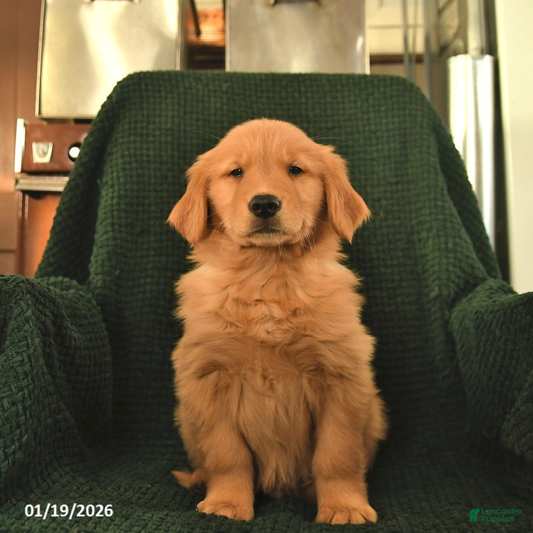 Golden Retriever dogs for sale: Ranger  - Ad 2