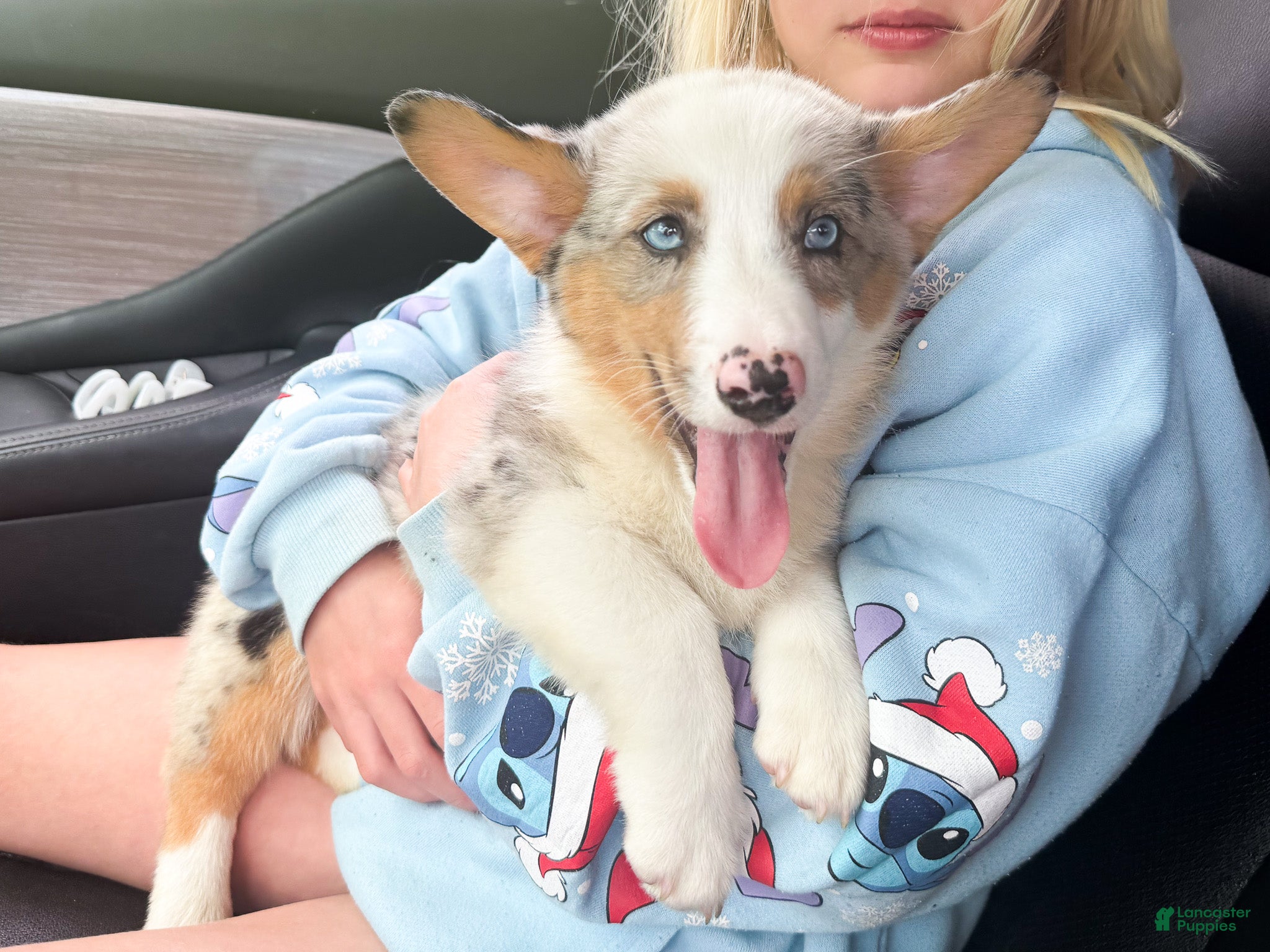 Mixed Breed dogs Blue - Ad 2