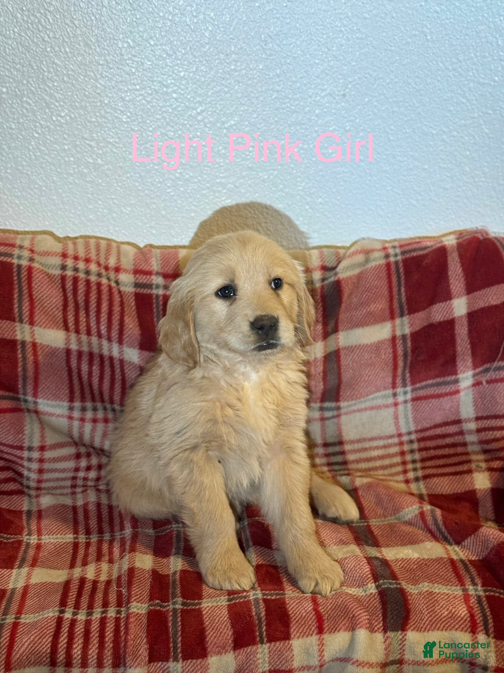 Golden Retriever dogs  Light Pink Collar Female - Ad 2