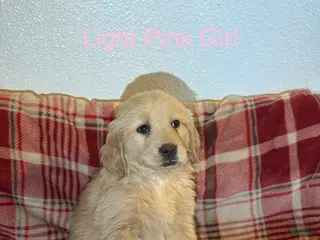 Golden Retriever dogs Light Pink Collar Female - Ad 2