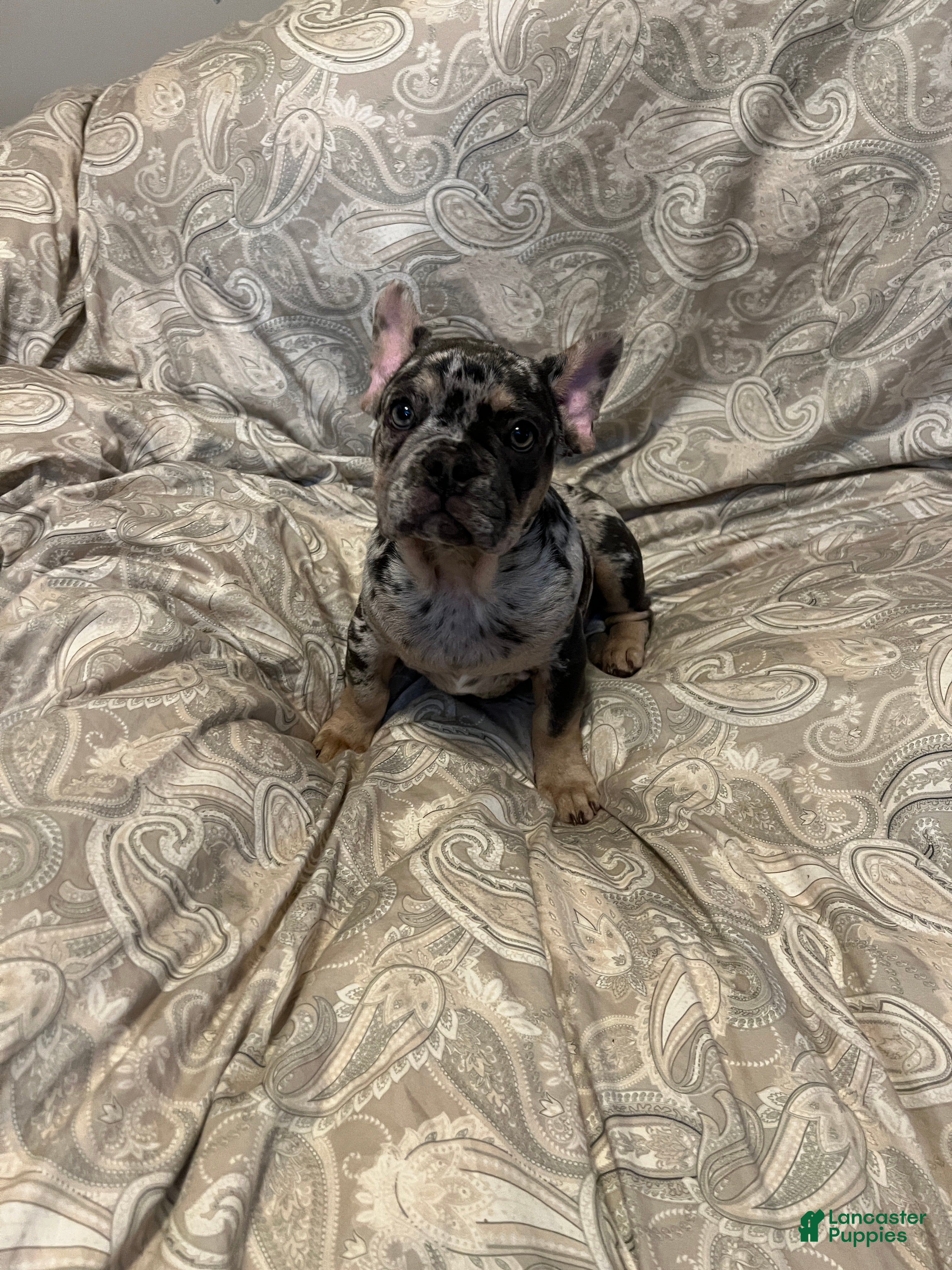 French Bulldog dogs El Capone - Ad 2