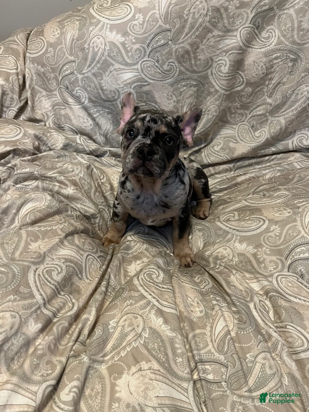 French Bulldog dogs for sale: El Capone - Ad 2