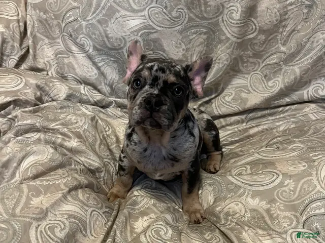 French Bulldog dogs for sale: El Capone - Ad 2