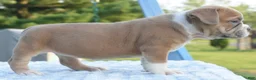 Mixed Breed dogs for sale: Luna bully hybrid  - Ad 3