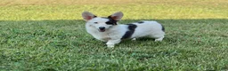 Welsh Corgi Pembroke dogs for sale: Fluffy sable - Ad 6