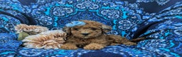 Cockapoo dogs for sale: Moore Hypoallergenic - Ad 13