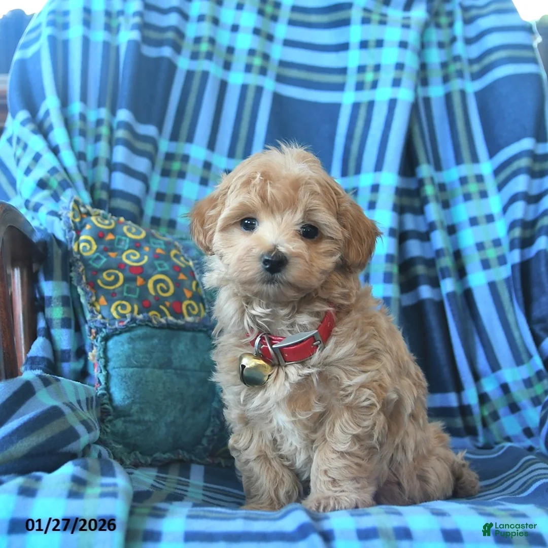 Maltipoo dogs for sale: Lillian  - Ad 3