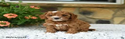 Cavapoo dogs for sale: William - Ad 1