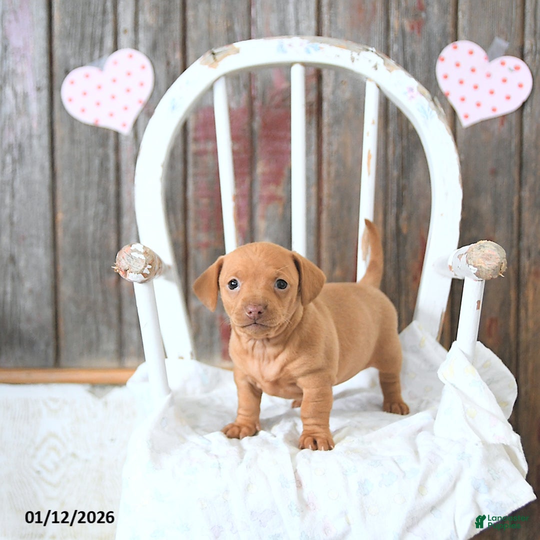 Miniature Dachshund dogs for sale: Bella   - Ad 1