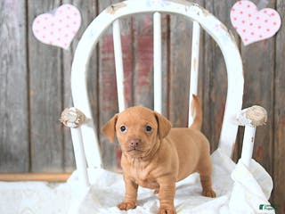 Miniature Dachshund dogs Bella - Ad 26