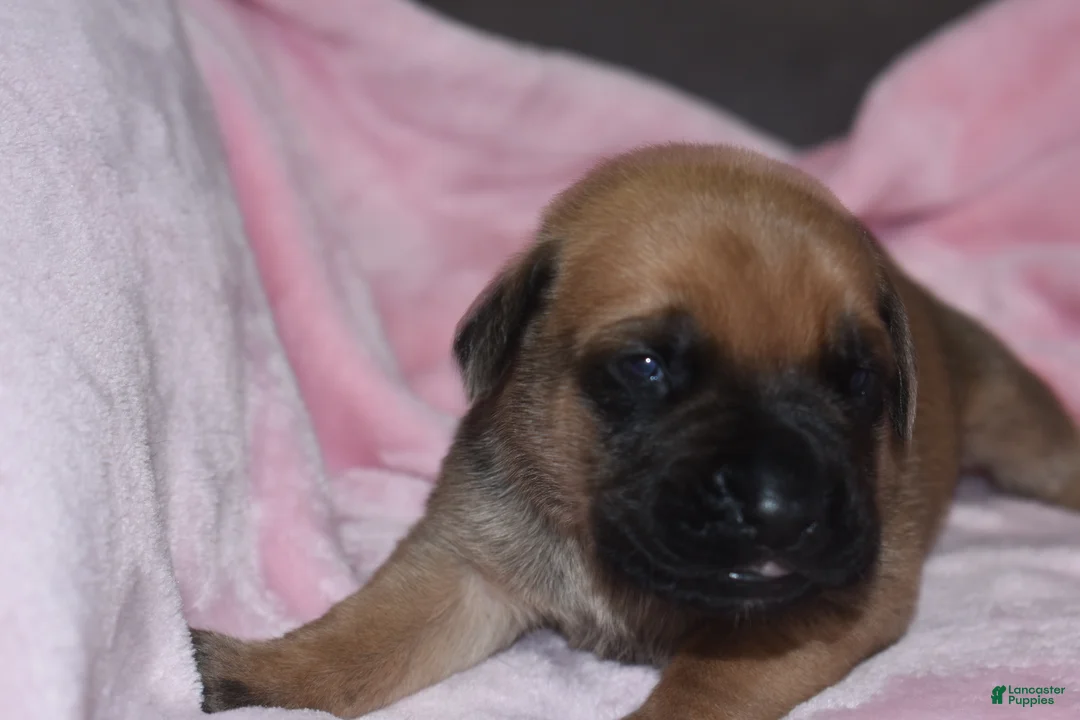English Mastiff dogs for sale: Jenny (Fawn) - Ad 2