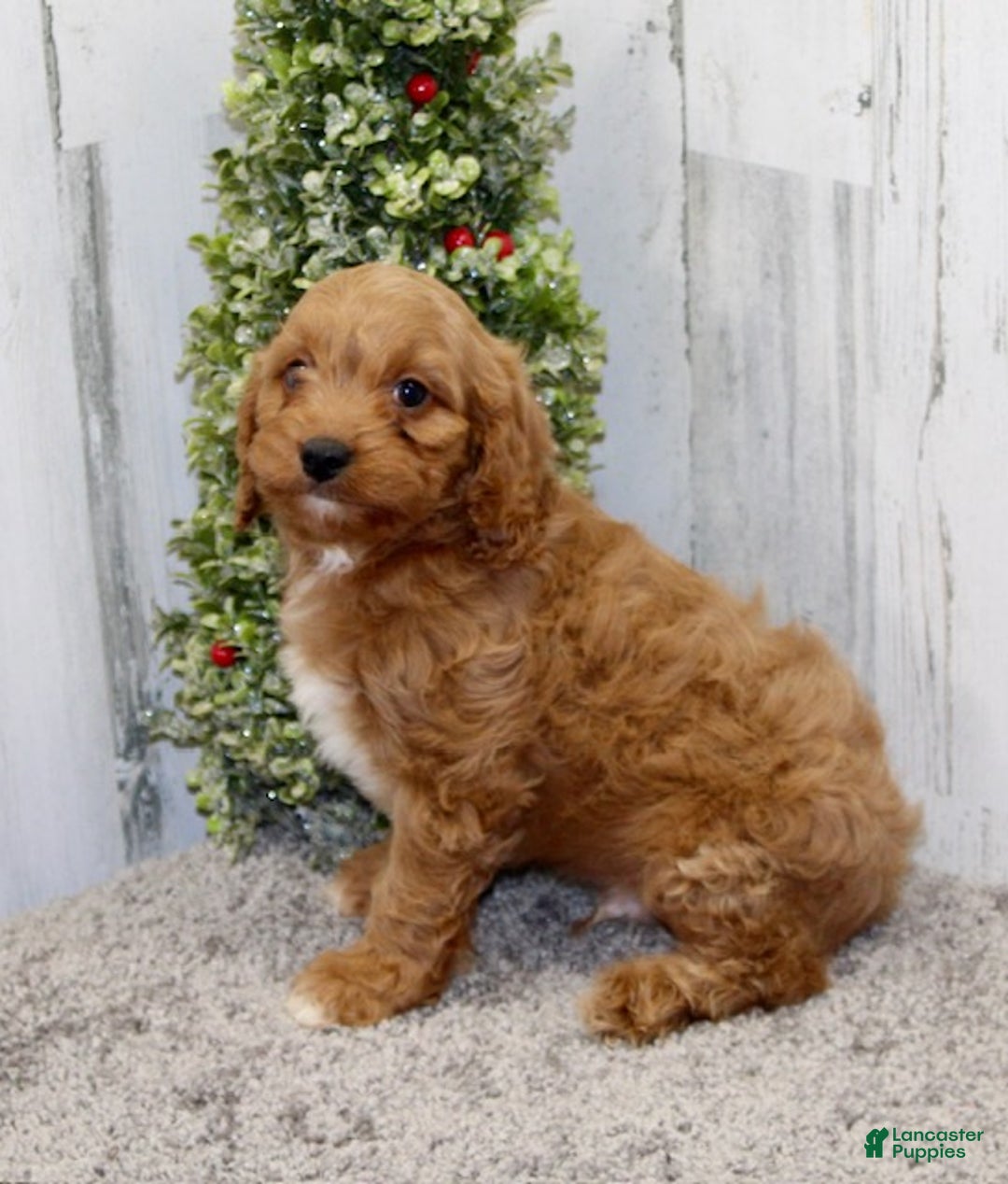 Cavapoo dogs for sale: Charlie - Ad 6
