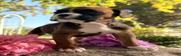 Boxer dogs for sale: Ziva Female AKC Boxer - Ad 5